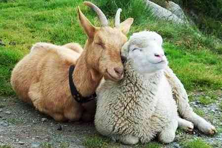 В Армении стартует проект по строительству малых и средних "умных" животноводческих ферм в 34 приграничных общинах