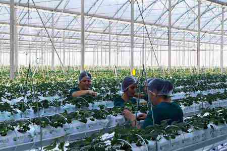 Стартовали образовательные курсы по внедрению малых и средних тепличных хозяйств