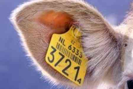 Правительство Армении обещает вернуть до 35% вложенных инвестиций в животноводство