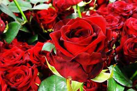 В Арагацотнской области Армении будет построено тепличное хозяйство по выращиванию роз