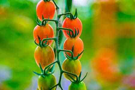 Կոտայքում հիմնադրվել է վերջին սերնդի գեոթերմալ հիդրոպոնիկ ջերմատուն