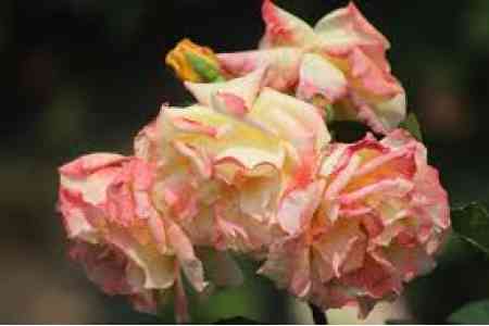 Цветочный кризис: Армения и РФ обсудили условия поставок, производители терпят убытки