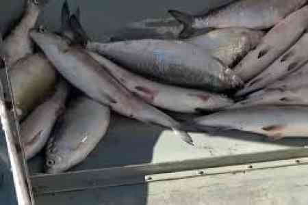 Сколько рыбы и раков будет разрешено выловить в озере Севан в 2026 году