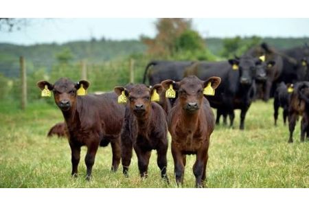 Breeding heifers were imported from Germany to Armenia for the first time by air